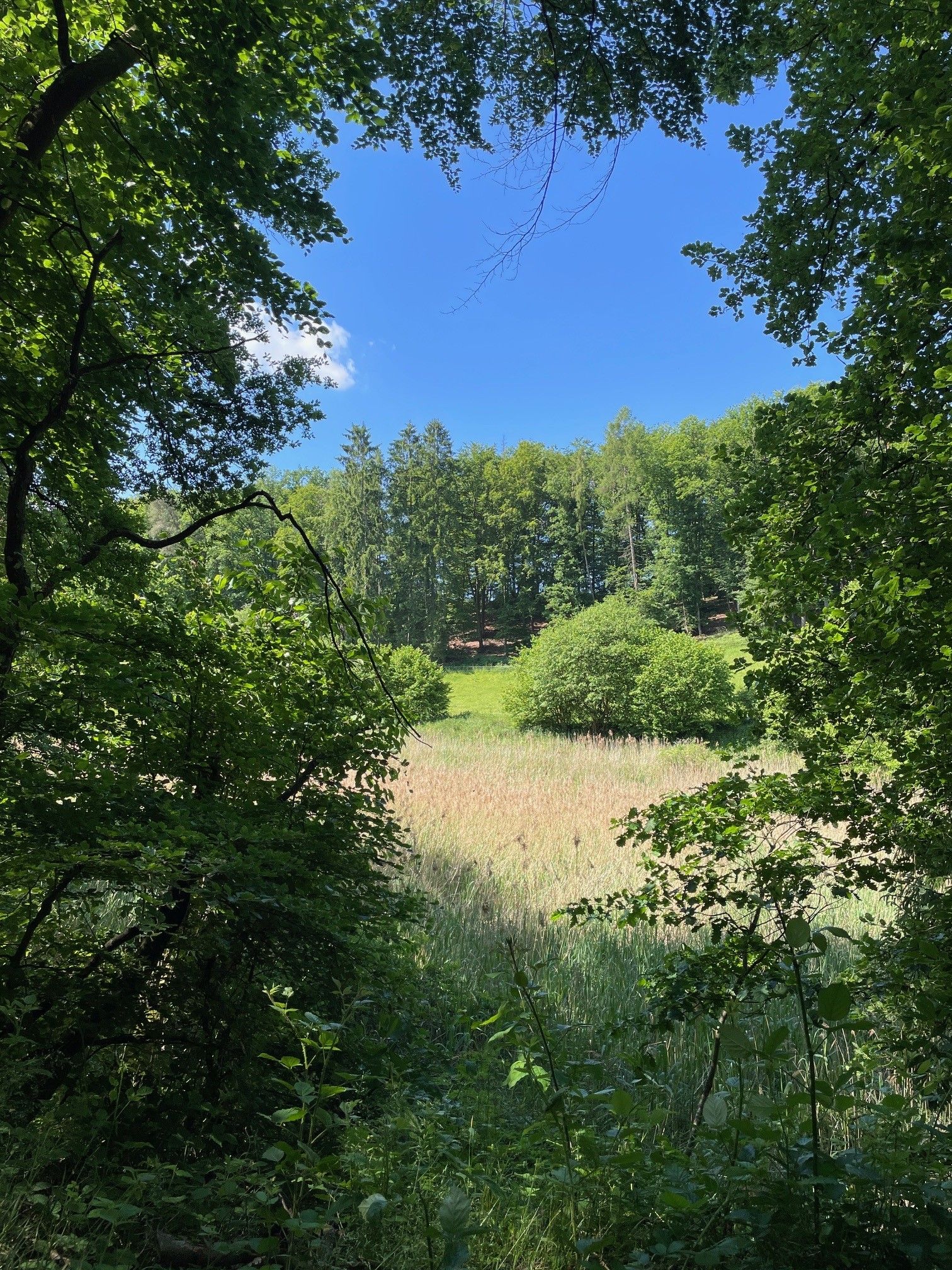 Wälder und Wiesen Wälder und Wiesen
